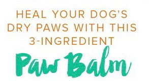 Winter Sucks: Protect your pooch’s paws. Easy 3 Ingredient DIY Balm